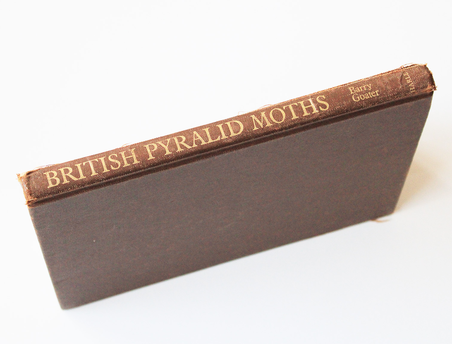 britsh pyralid moths
